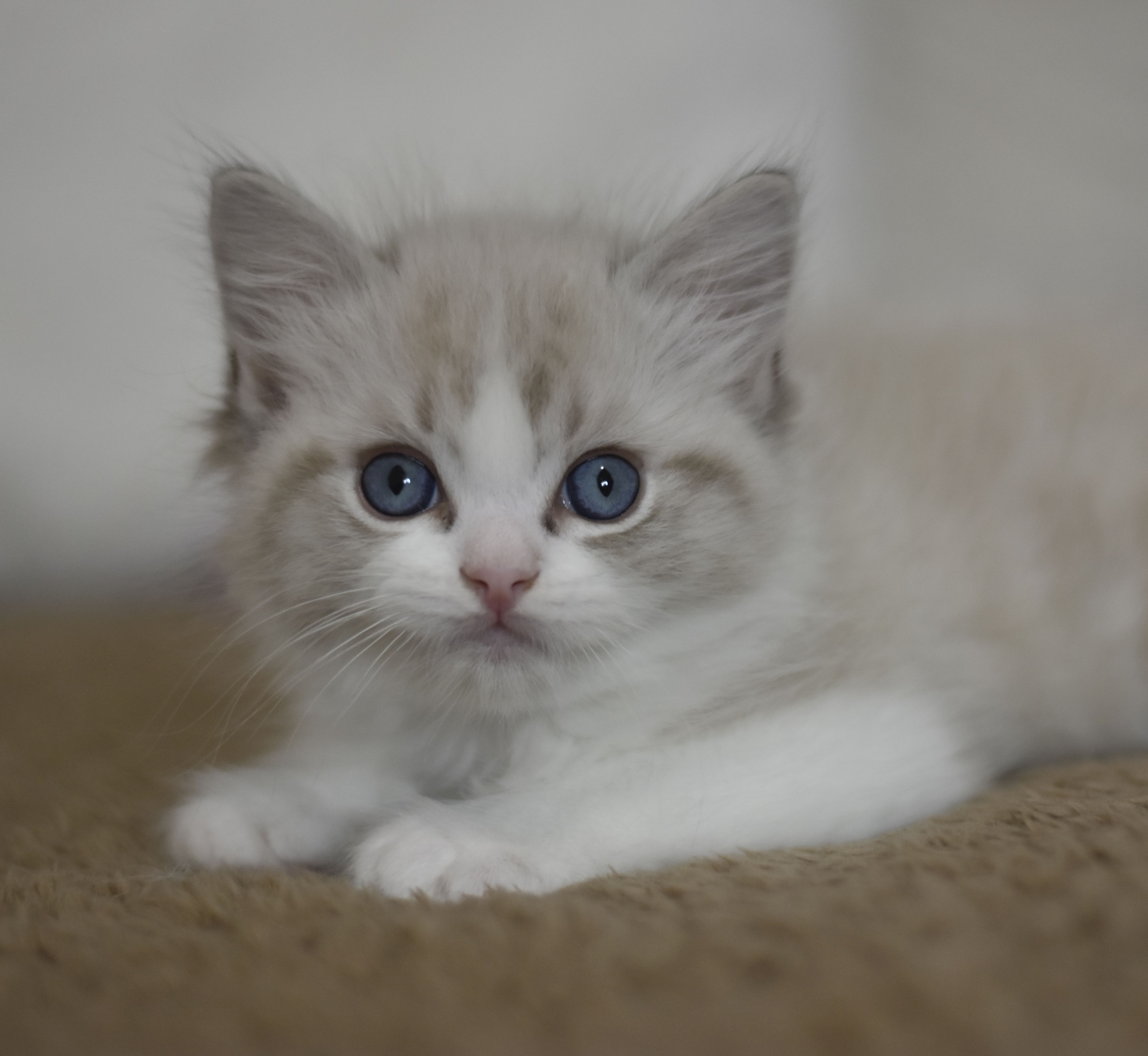images/AvailableKittens/Charlie website.jpg